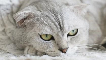 开云体育app-开拓者官方:正式从G联盟混音队召回中国球员杨瀚森