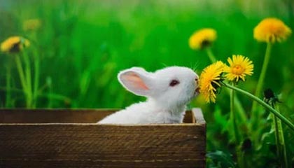 开云体育app-杨超声“一路向北”：蛰伏2年重返中超 再遇恩师陈洋